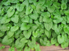 thumbs/green_leaves_deck.png