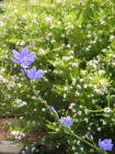 thumbs/unk_grass_flowers.png