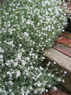 thumbs/unk_white_flowers_stairs.png