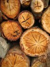 thumbs/woodpile_large.png